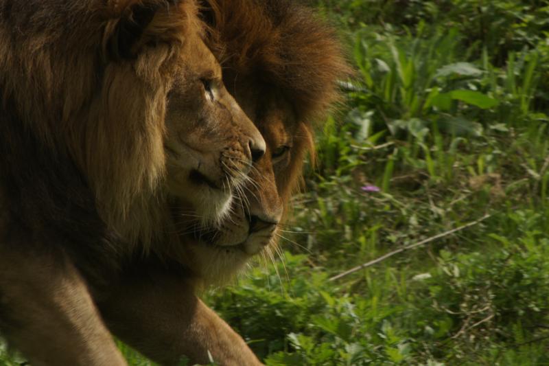 20100819 Zoo Wuppertal 802_800x533