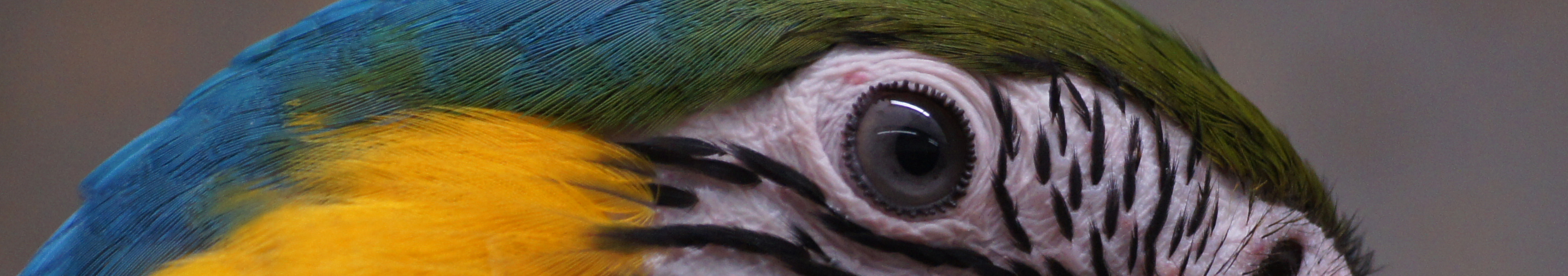 Banner_Papagei